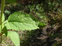 lanceleaf figwort (<em>Scrophularia lanceolata</em>)