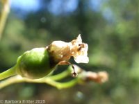 lanceleaf figwort (<em>Scrophularia lanceolata</em>)