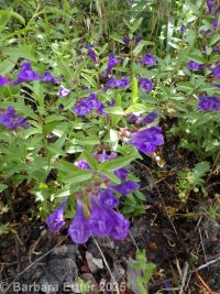 narrowleaf skullcap (<em>Scutellaria angustifolia ssp. angustifolia</em>)