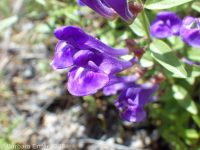 narrowleaf skullcap (<em>Scutellaria angustifolia ssp. angustifolia</em>)