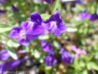 narrowleaf skullcap (<em>Scutellaria angustifolia ssp. angustifolia</em>)