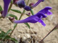 narrowleaf skullcap (<em>Scutellaria angustifolia ssp. angustifolia</em>)
