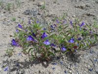 Scutellaria angustifolia ssp. angustifolia