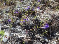 smallflower or snapdragon skullcap (<em>Scutellaria angustifolia ssp. micrantha</em>)