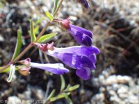 smallflower or snapdragon skullcap (<em>Scutellaria angustifolia ssp. micrantha</em>)