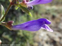 smallflower or snapdragon skullcap (<em>Scutellaria angustifolia ssp. micrantha</em>)