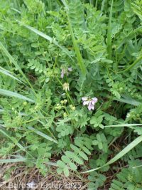 crown vetch (<em>Securigera varia</em>)