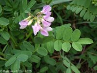 crown vetch (<em>Securigera varia</em>)