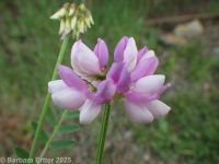 crown vetch (<em>Securigera varia</em>)