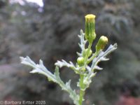 common groundsel, ragwort (<em>Senecio vulgaris</em>)