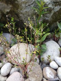 common groundsel, ragwort (<em>Senecio vulgaris</em>)