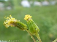 common groundsel, ragwort (<em>Senecio vulgaris</em>)