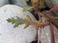 common groundsel, ragwort (<em>Senecio vulgaris</em>)