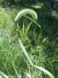giant, Chinese, or Japanese bristlegrass (<em>Setaria faberi</em>)