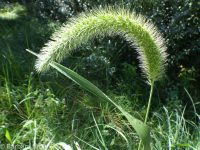 giant, Chinese, or Japanese bristlegrass (<em>Setaria faberi</em>)