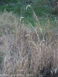 giant, Chinese, or Japanese bristlegrass (<em>Setaria faberi</em>)