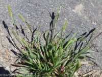 yellow bristlegrass (<em>Setaria pumila ssp. pumila</em>)