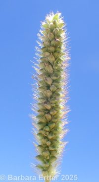 yellow bristlegrass (<em>Setaria pumila ssp. pumila</em>)