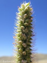 yellow bristlegrass (<em>Setaria pumila ssp. pumila</em>)