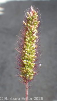 green bristlegrass (<em>Setaria viridis var. viridis</em>)