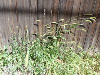 green bristlegrass (<em>Setaria viridis var. viridis</em>)