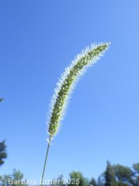 green bristlegrass (<em>Setaria viridis var. viridis</em>)