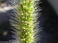 green bristlegrass (<em>Setaria viridis var. viridis</em>)