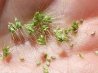 green bristlegrass (<em>Setaria viridis var. viridis</em>)
