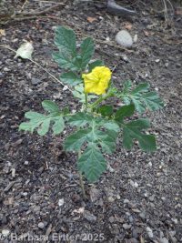 buffalo-bur (<em>Solanum rostratum</em>)