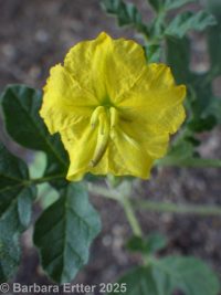 buffalo-bur (<em>Solanum rostratum</em>)