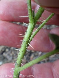 buffalo-bur (<em>Solanum rostratum</em>)