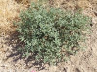 cutleaf nightshade (<em>Solanum triflorum</em>)