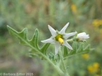 cutleaf nightshade (<em>Solanum triflorum</em>)