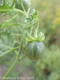 cutleaf nightshade (<em>Solanum triflorum</em>)
