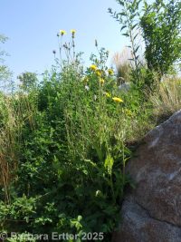 field or perennial sow-thistle (<em>Sonchus arvensis var. arvensis</em>)