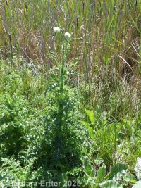 prickly sow-thistle (<em>Sonchus asper ssp. asper</em>)