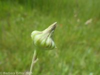 prickly sow-thistle (<em>Sonchus asper ssp. asper</em>)