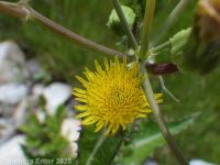 prickly sow-thistle (<em>Sonchus asper ssp. asper</em>)