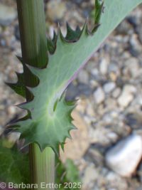 prickly sow-thistle (<em>Sonchus asper ssp. asper</em>)