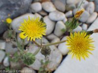 prickly sow-thistle (<em>Sonchus asper ssp. asper</em>)