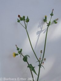 common sow-thistle (<em>Sonchus oleraceus</em>)