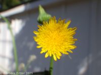 common sow-thistle (<em>Sonchus oleraceus</em>)