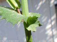 common sow-thistle (<em>Sonchus oleraceus</em>)