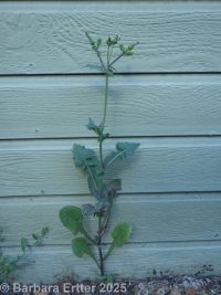 common sow-thistle (<em>Sonchus oleraceus</em>)
