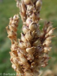 sorghum (<em>Sorghum bicolor</em>)