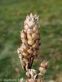 sorghum (<em>Sorghum bicolor</em>)