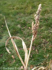sorghum (<em>Sorghum bicolor</em>)