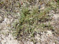 red sandspurry (<em>Spergularia rubra</em>)