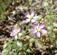 Spergularia rubra