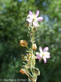 red sandspurry (<em>Spergularia rubra</em>)